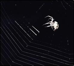 �Զ��齫����ǧ�ľ���Ƶ�����֡�������ݲ�ǨŮ�г�����˫�� �������з�����(ͼ)...